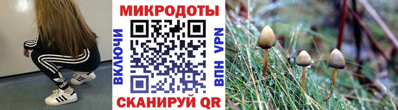 Галлюциногенные грибы Psilocybe  Купить закладки  Брюховецкая 
